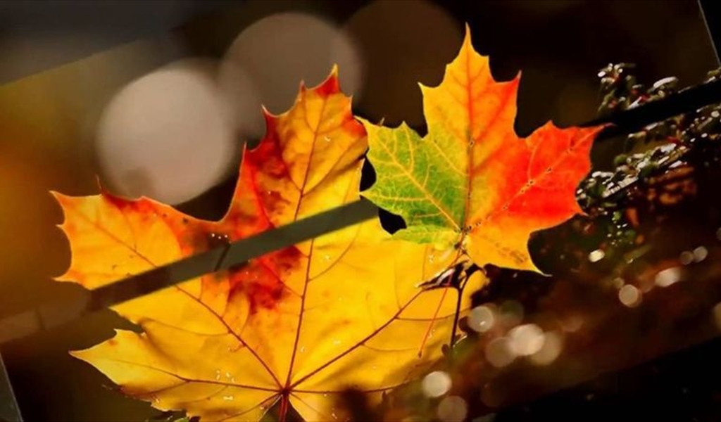 أوراق الخريف