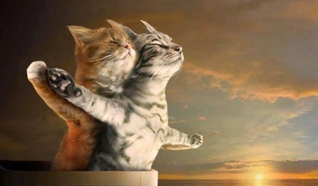 لماذا تختار القطط شهر شباط للتزاوج؟