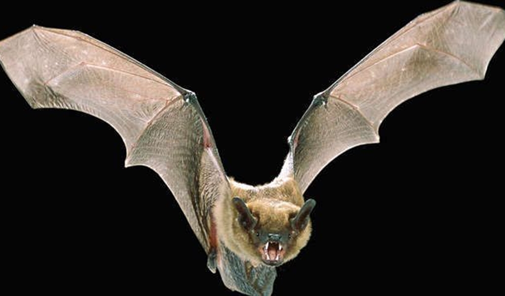 ما حقيقة 'الوطوطة' لازالة الشعر الزائد عند النساء