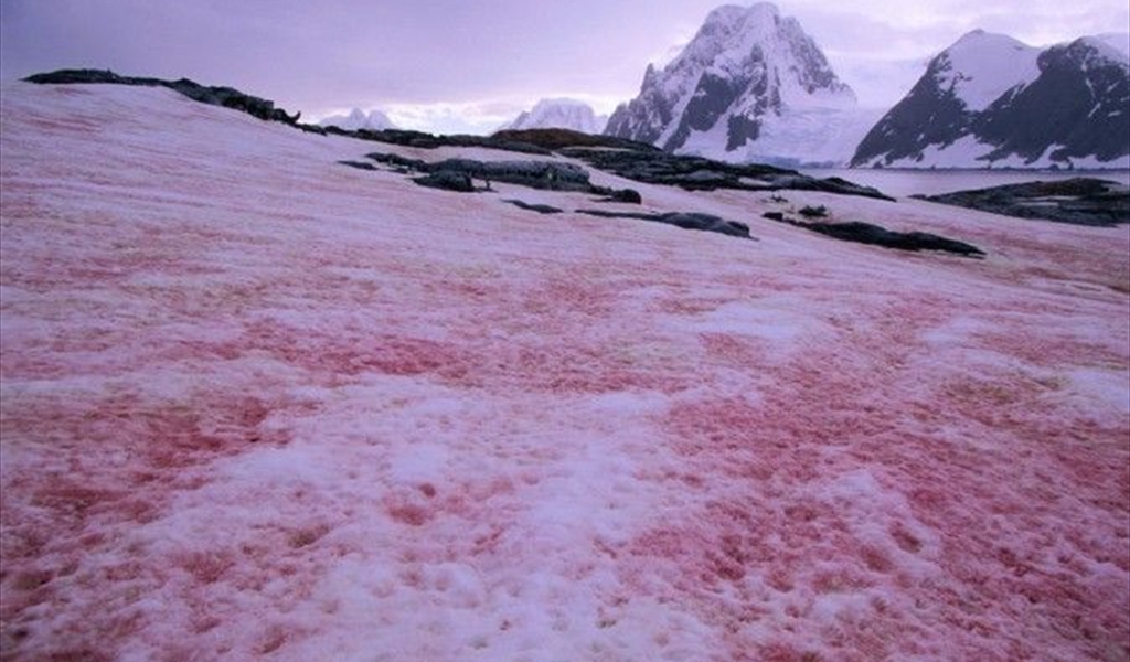 الثلج الأحمر يكسو المنازل.. ما سره؟