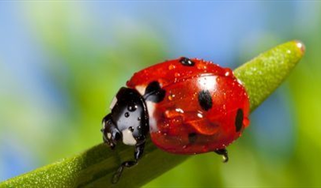 قَدم الأرنب وحِدوة الحصان.. تعرَّف على حكايات علامات الحظ السعيد من الثقافات المختلفة