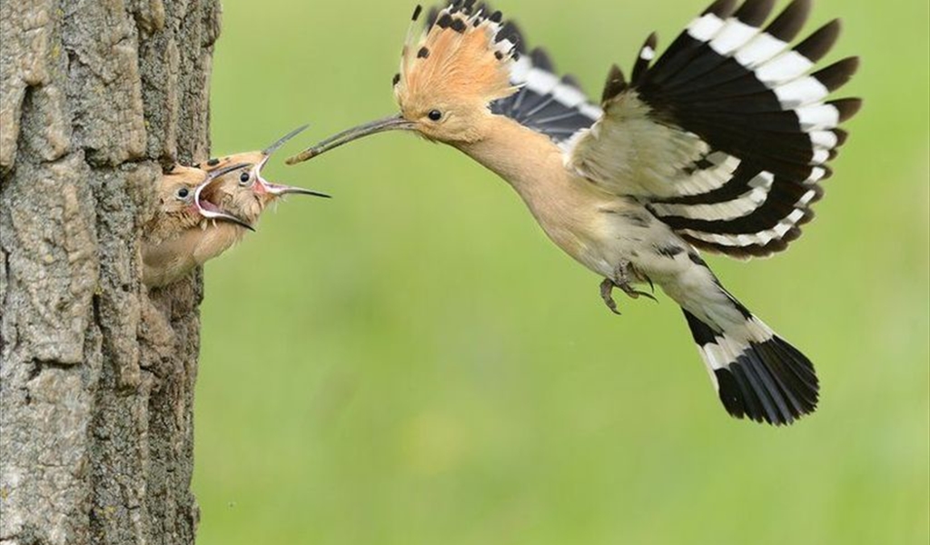 معلومات لا تعرفها عن الهدهد