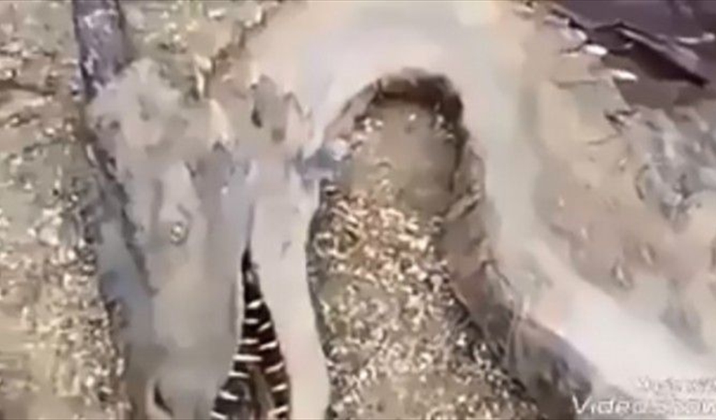 بالفيديو: ظهور "تنّين" في اليمن!