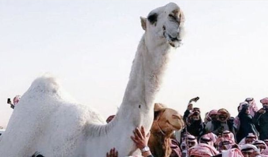 شاهد تحنيط أجمل ناقة في السعودية.. بعد أشهر على نفوقها