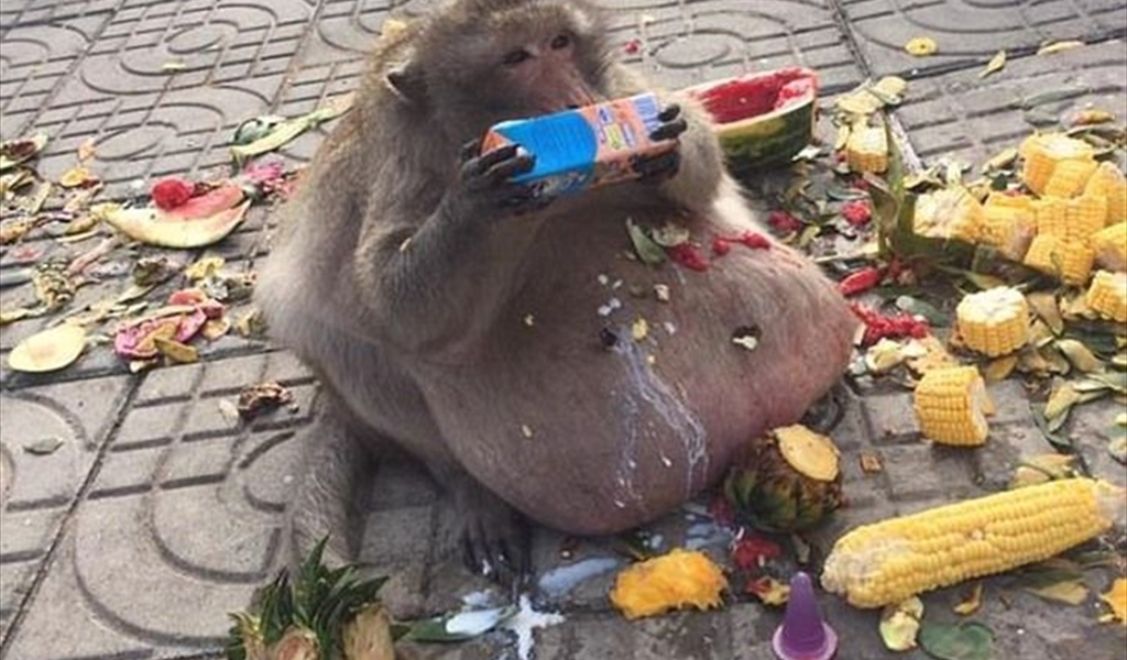 أقصى ريجيم لأسمن قرد في العالم!