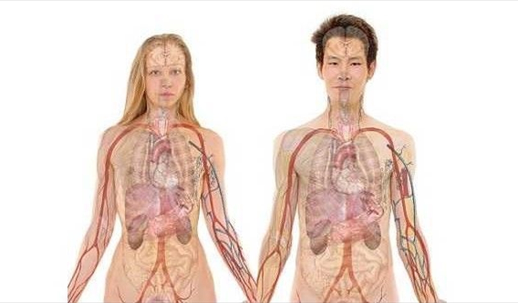 هل تعرفون أماكن وجود أعضائكم الداخليّة؟