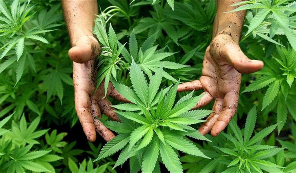 إقتراح قانون معجل لتشريع زراعة الحشيشة في لبنان