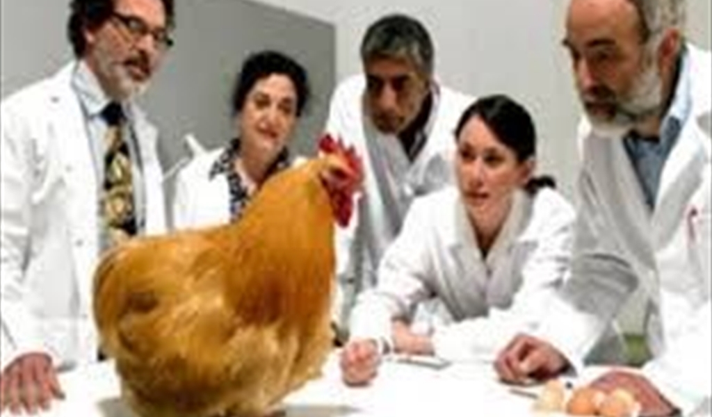 البيضة أولا أم الدجاجة؟.. علماء يحلون اللغز!