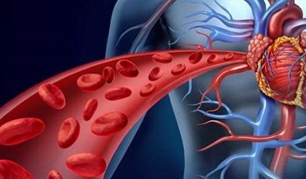 كيف تعمل الدورة الدموية... وكيف تصل إلى جميع أنحاء الجسم؟