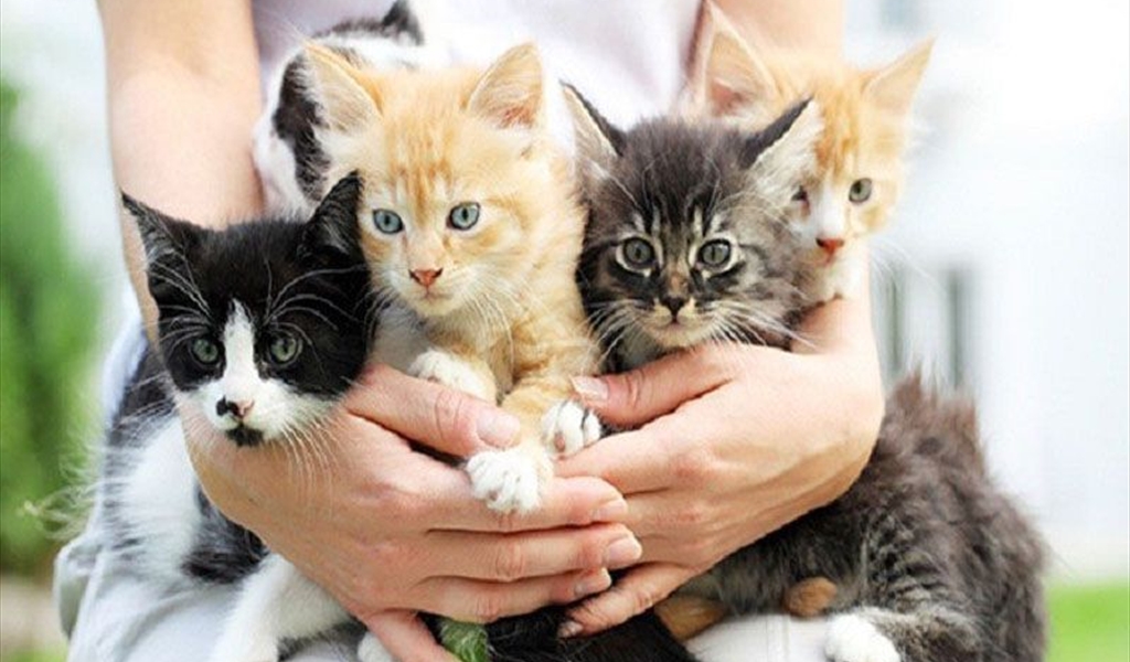 7 فوائد لتربية القطط.. تزيد المناعة وتخفض ضغط الدم