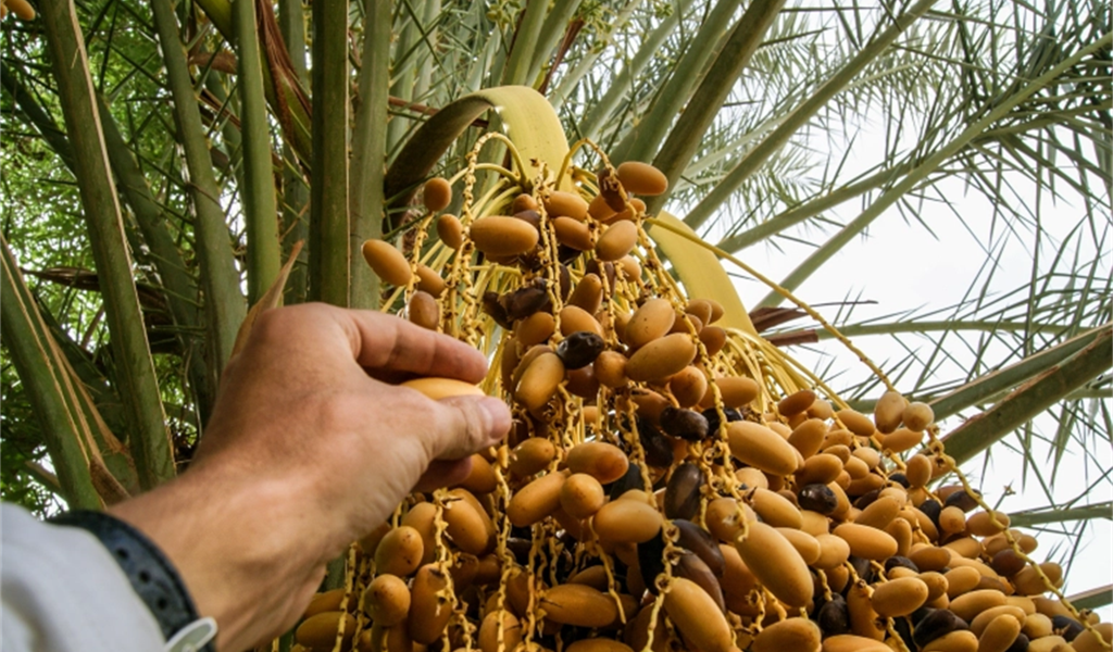 بالأرقام تعرف على سوق التمور بالوطن العربي وأكبر الدول المنتجة