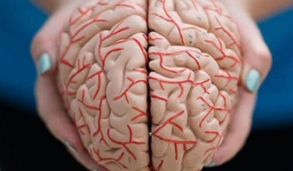 الدماغ البشري الحديث ظهر بعد مليون سنة مما كان يعتقد