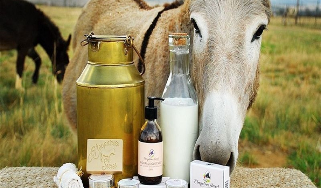 «حليب الحمير» أغلى نوع في العالم.. اليكم أبرز الفوائد والمعلومات