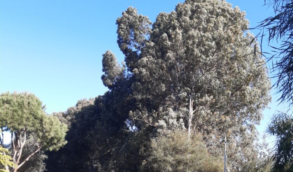 أهمية شجرة الكينا في العلاجات