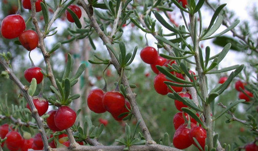 نبات العوسج... مزيل الآلام والأمراض الجسدية