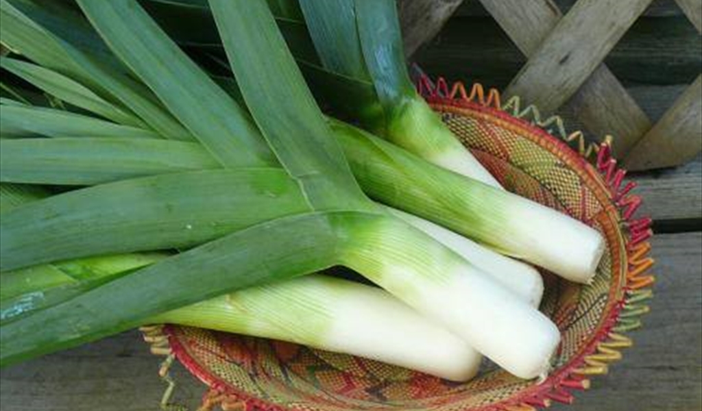 الكرّاث... من أهم ما وهبتنا إياه الأرض