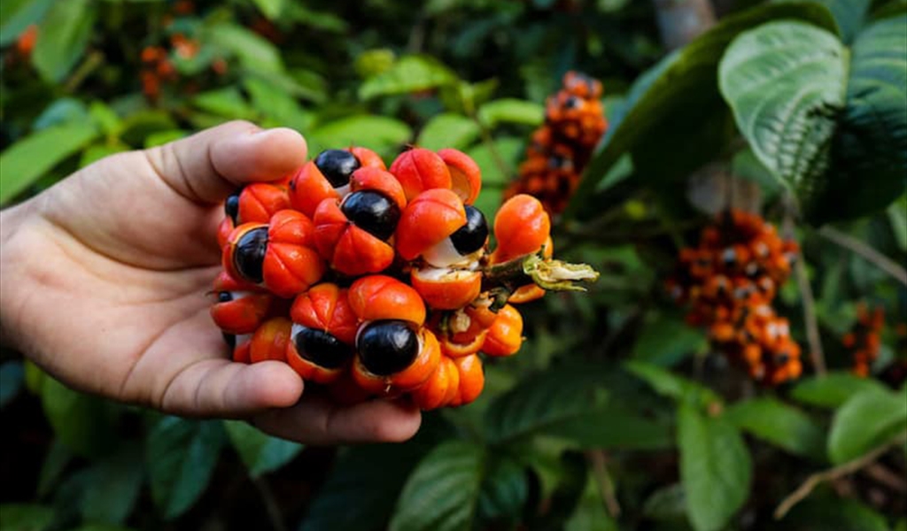 الــ GUARANA غوارانا منشّط طبيعي ومضادّ للإلتهابات