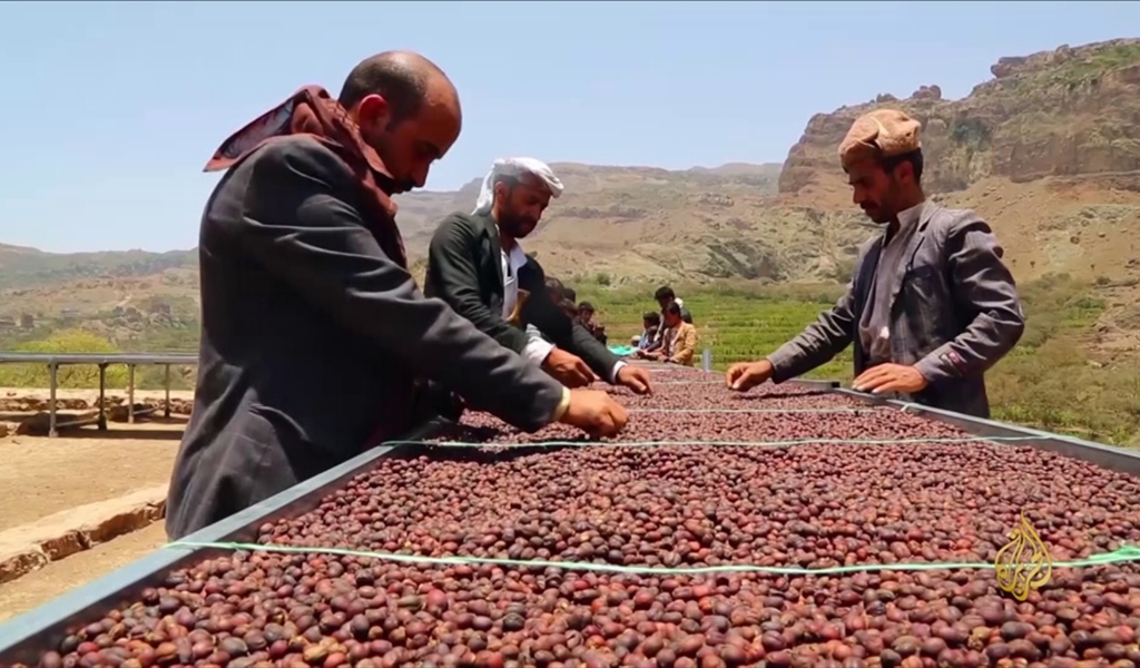 البن اليمني مضاد للإرهاق الجسدي والعصبي ومفيد للقلب