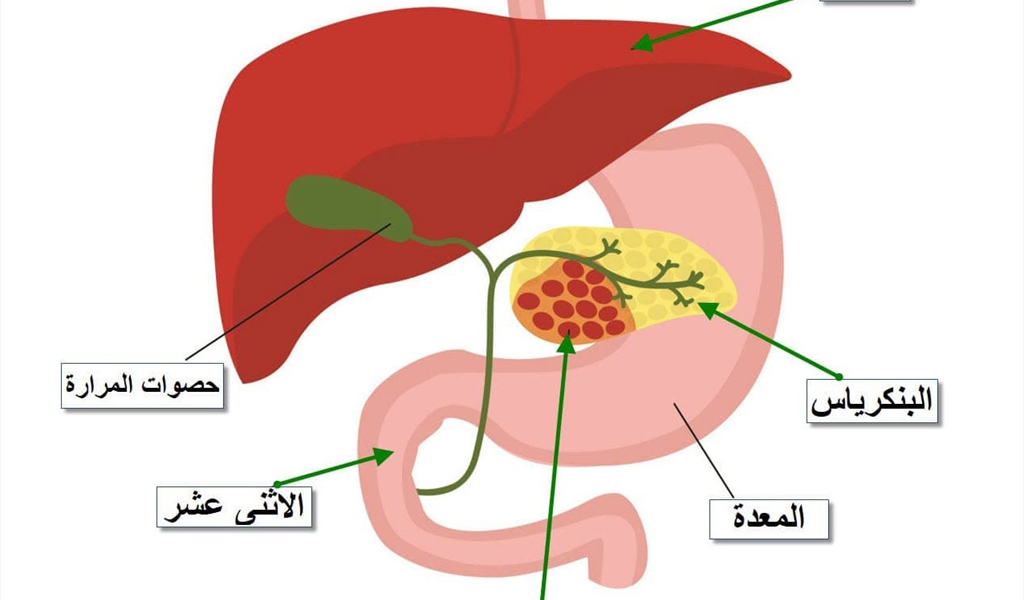 كيف تعالج إلتهابات البنكرياس؟