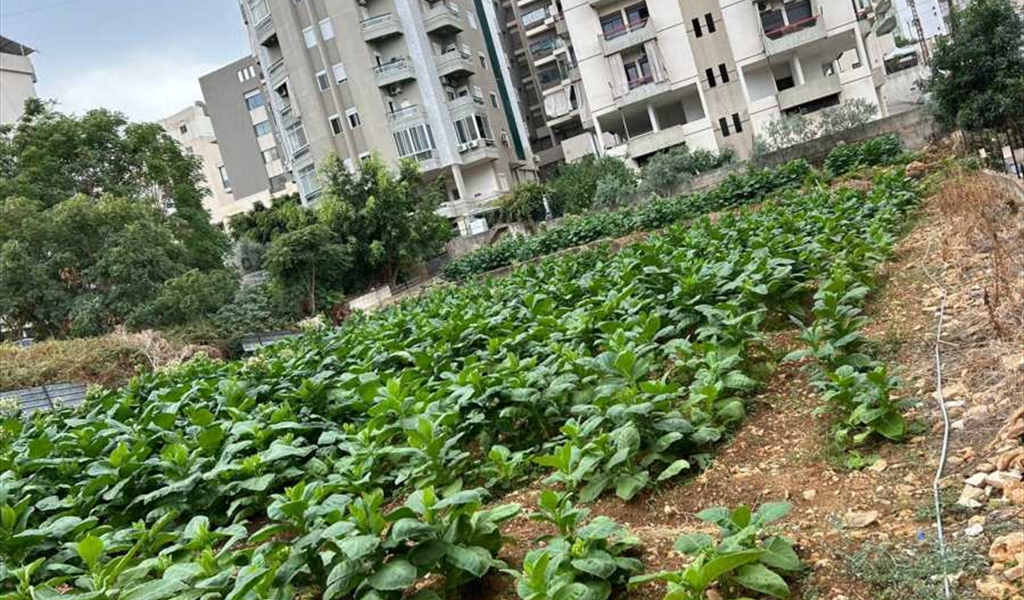 "الريجي" باشرت بشراء محصول التبغ والتنباك شمالا