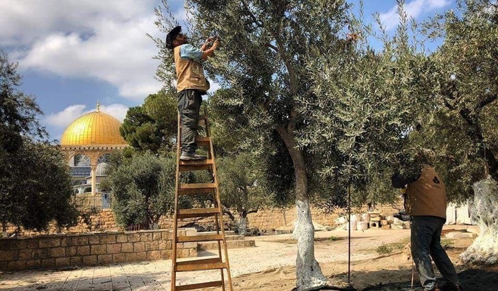 أشجار الزيتون الفلسطينيّة أعمارها قصتها