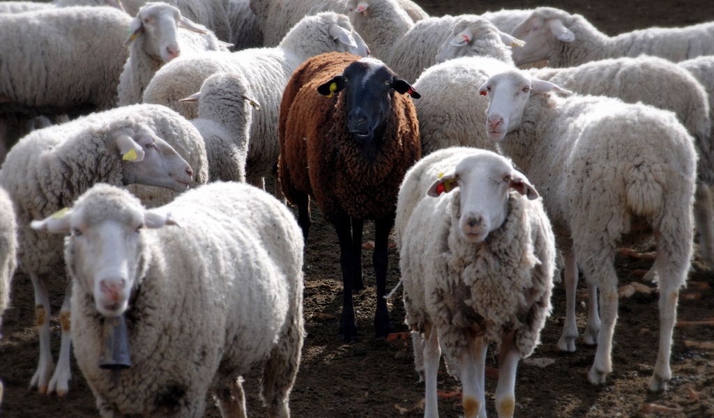 الخروف الأسود