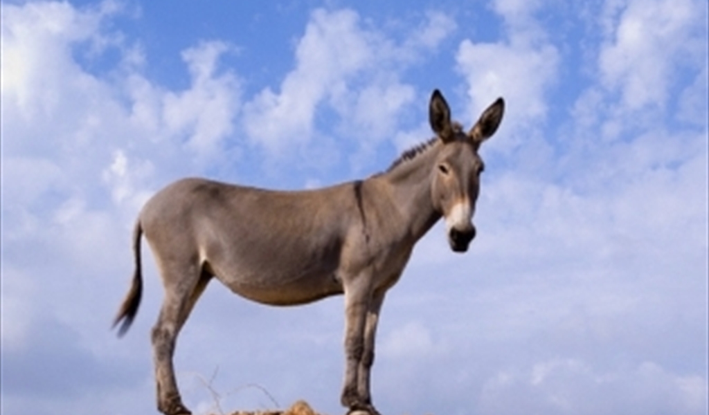 هوذا الحمار!