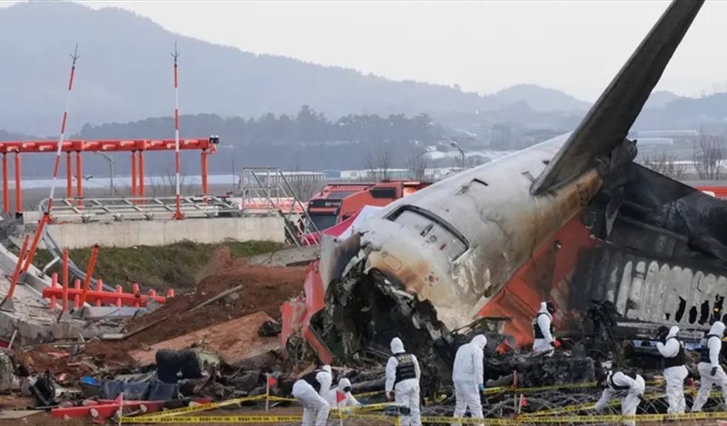 طائر وراء كارثة طائرة كوريا الجنوبية