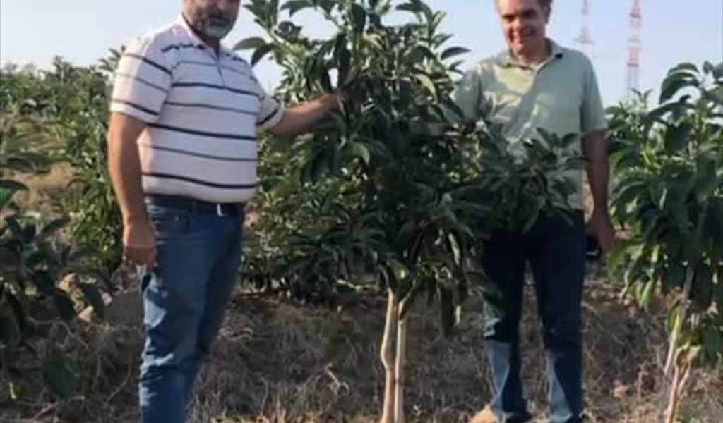 مشغل توضيب الأفوكادو في عكار: خطوة نوعية في مسيرة التنمية الزراعية والتصدير