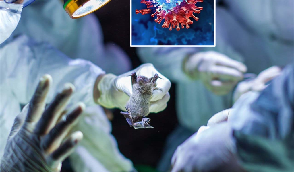 اكتشاف «شبيه كورونا» في الصين