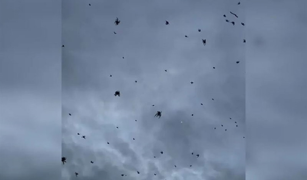 بالفيديو- في البرازيل..السماء تمطر عناكب!