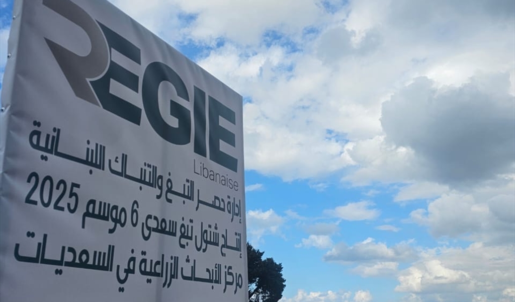 توزيع شتول للمزارعين