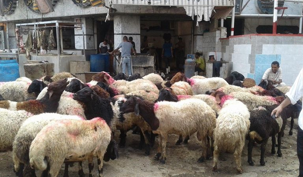 سعر الخروف يتجاوز 400 دولار... الأضاحي نارٌ تلتهب