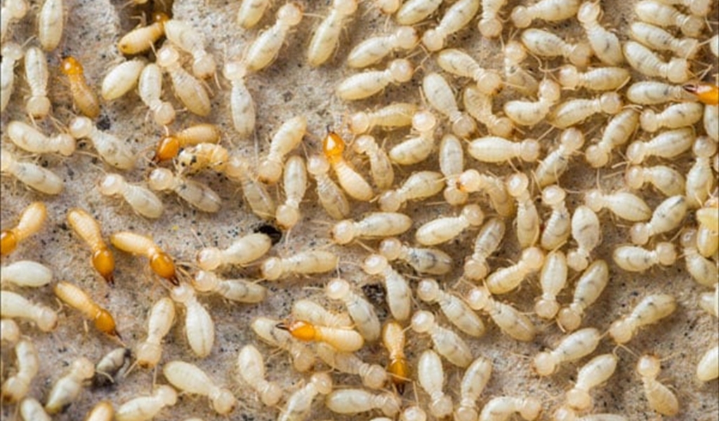 النمل الأبيض يغزو جميع أنحاء العالم