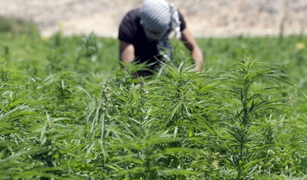 القنب اللبناني: فرصة إنقاذ حقيقية لإقتصاد منهار