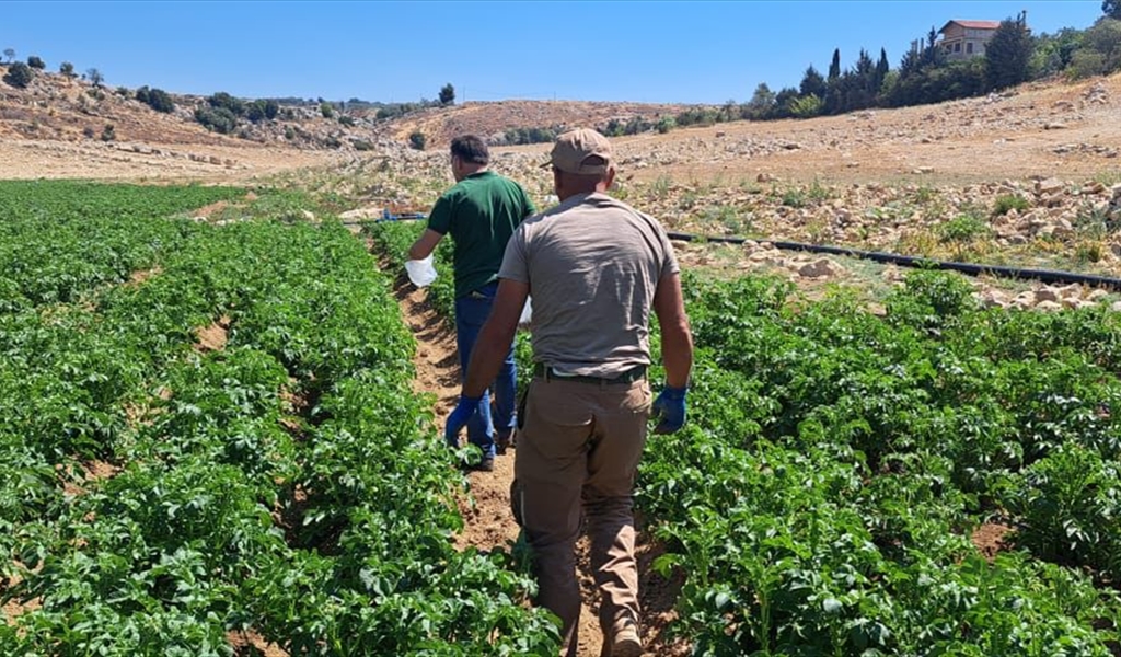 الأرض المزروعة في صغبين