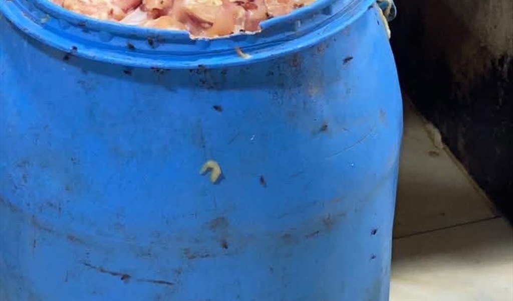 من الدجاج الفاسد