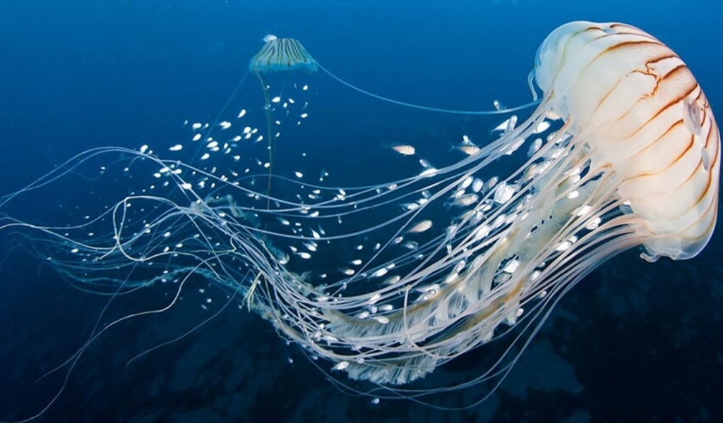 قناديل البحر