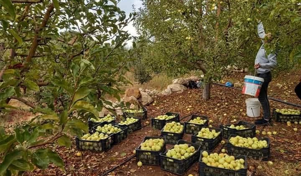 تفاح عكار صعوبة في التسويق وقطافه نصف الموسم