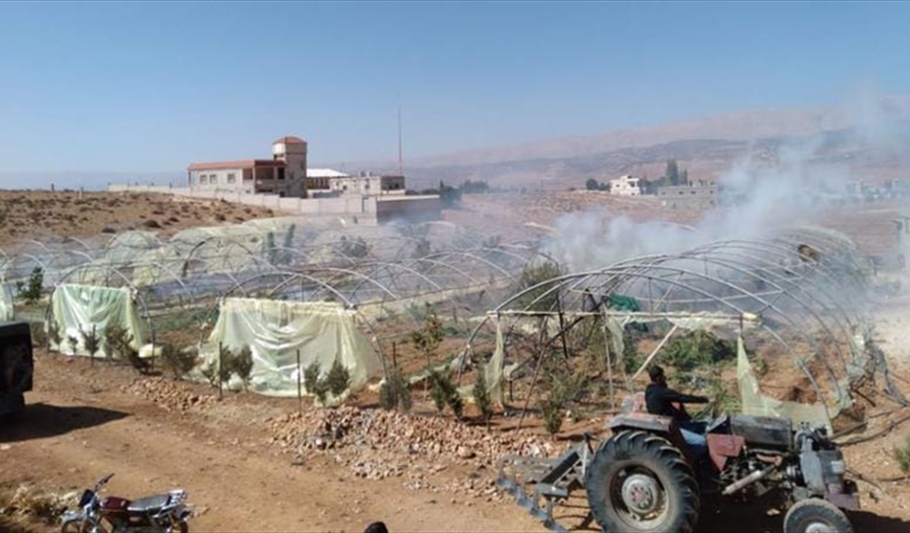 الجيش يتلف مساحة مزروعة بالماريجوانا