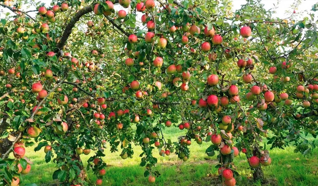 مزارعو التفاح يودّعون الموسم على وعود وزير الزراعة بوقف الاستيراد