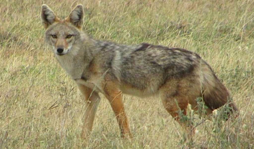 بعد تسجيل حالات نفوق حيوانات برّية... الوزارة تتحرّك