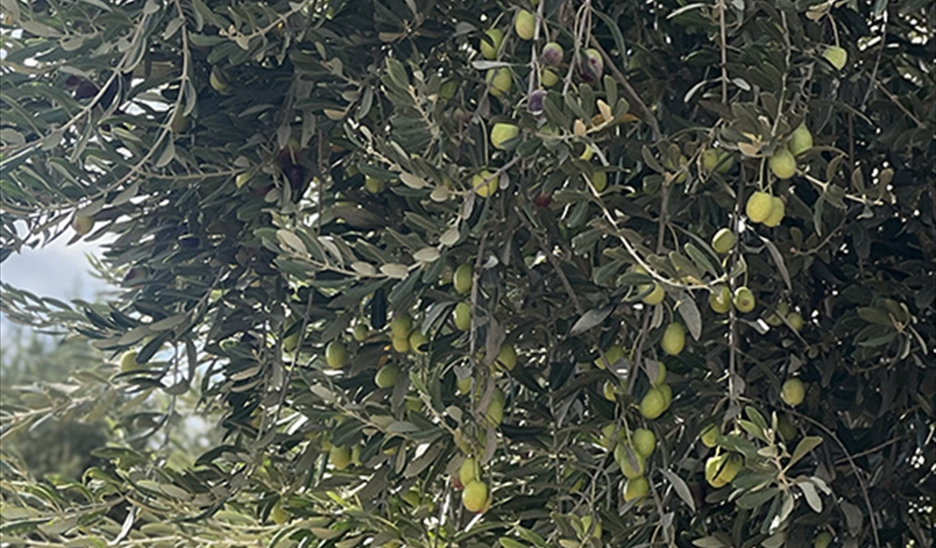 شجرة الزيتون