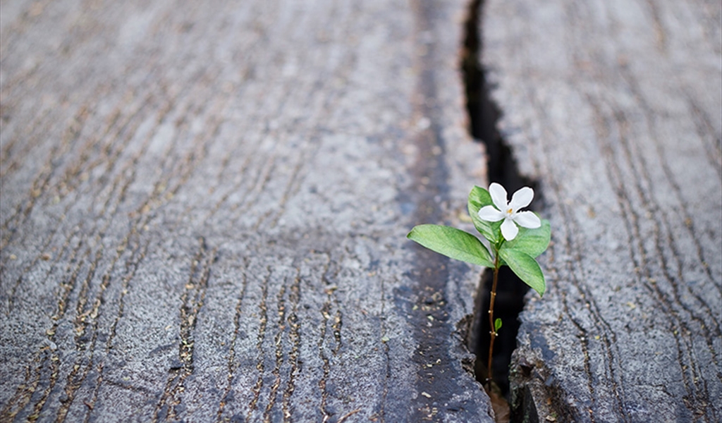 ما أضيق العيش لولا فسحة الأمل