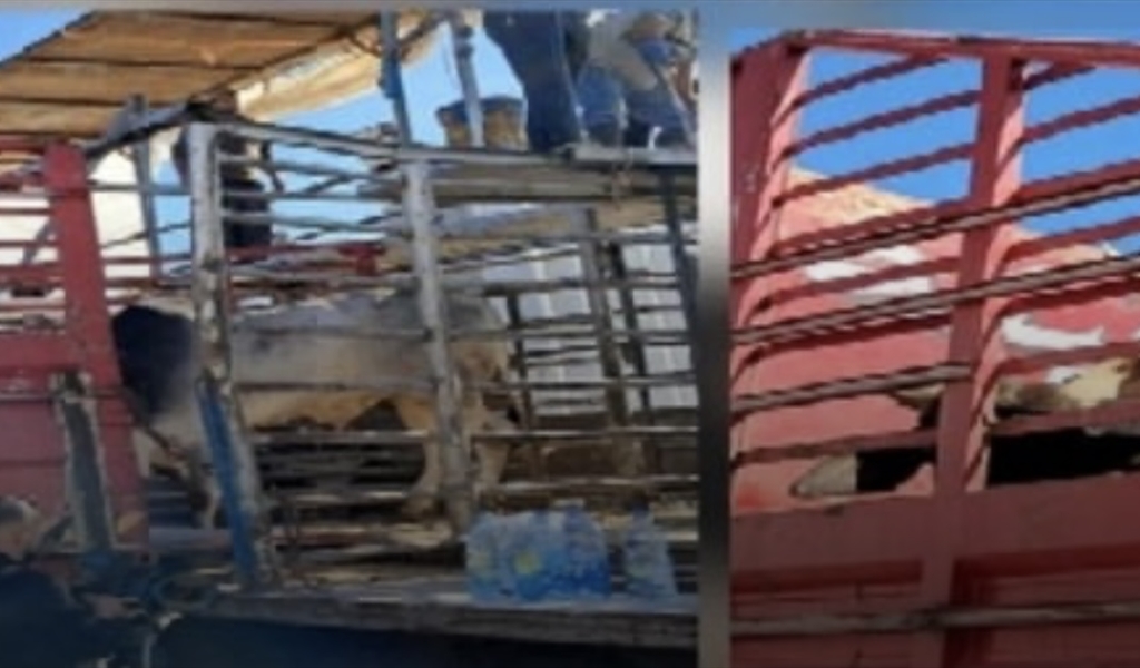 وزارة الزراعة نظمت جولة في مرفأ بيروت لمواكبة أعمال الحجر على الأبقار