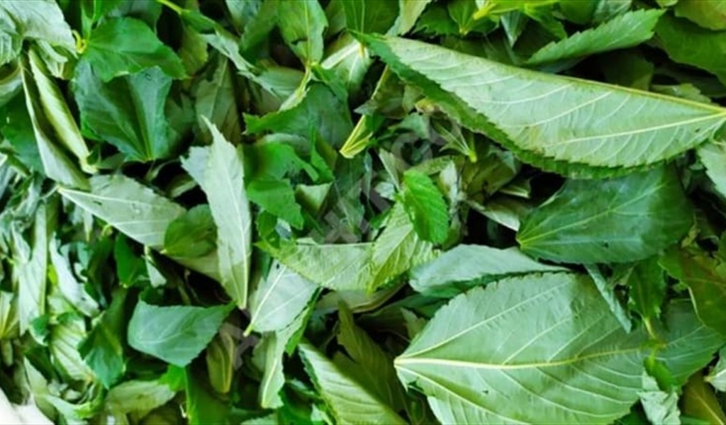 "ملوخيّة" منتهية الصلاحيّة... معدّة للبيع في الأسواق!