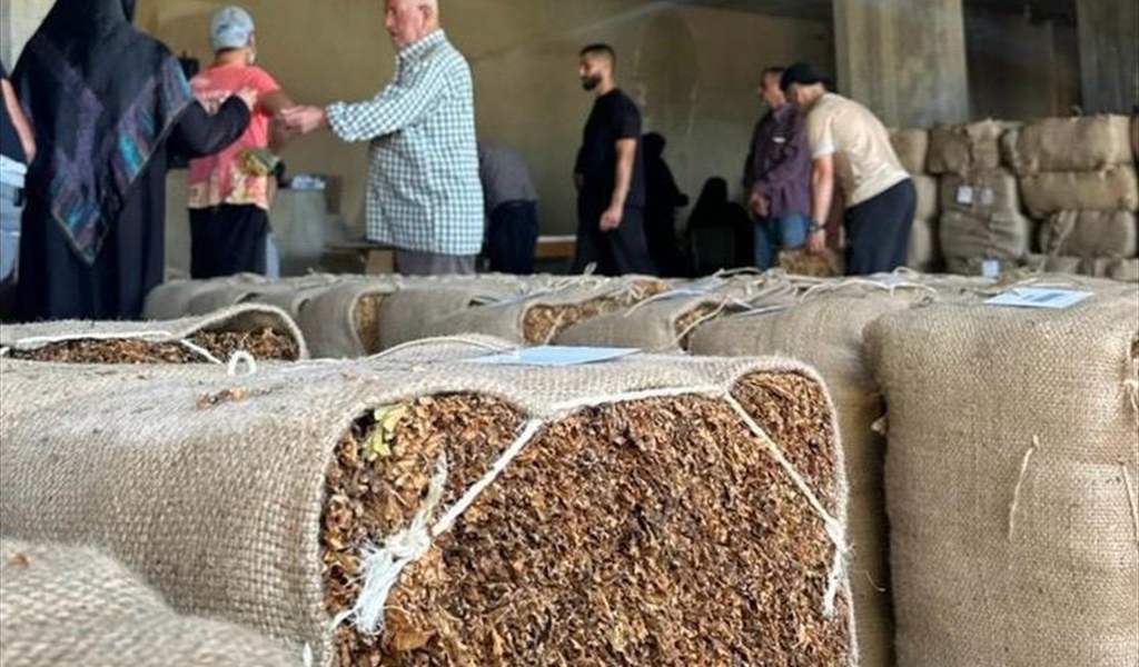 «الريجي»: تسلِّم محاصيل التبغ في البقاع بدءاً من 21 الجاري
