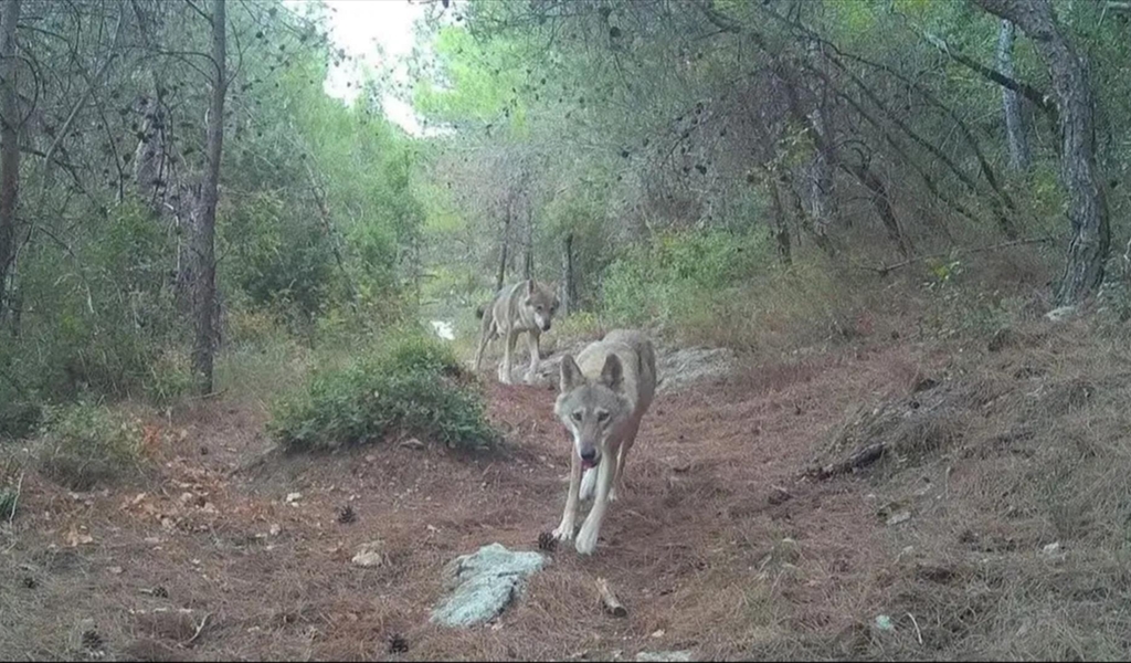 للمرّة الأولى منذ عشرات السنين... بالصورة: ذئبان رماديّان في لبنان!