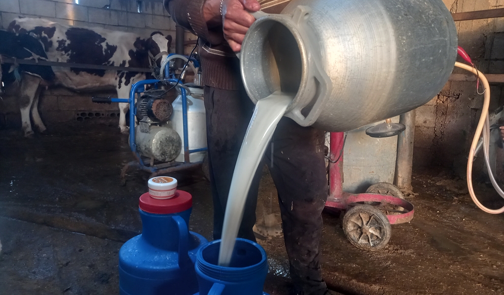 حليب الأبقار