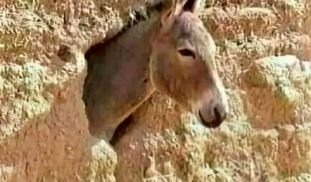 فات بالحيط!